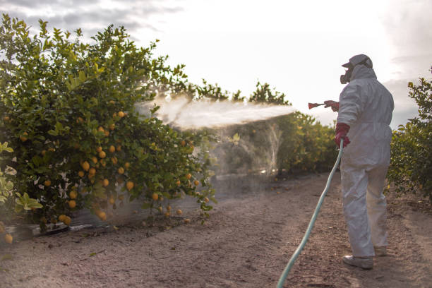 Best Local Pest Control Services  in Lawai, HI