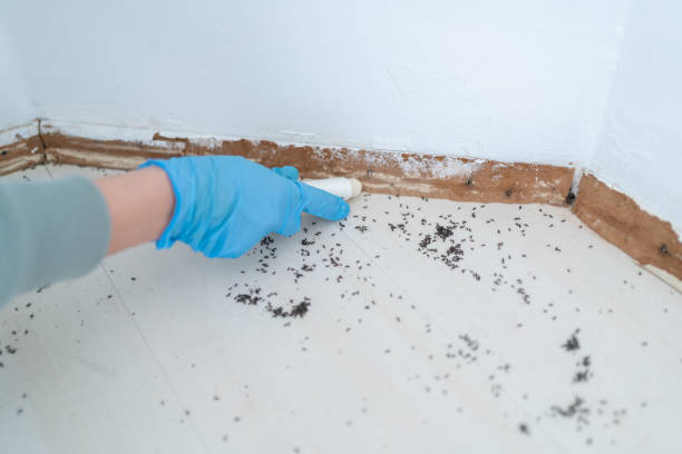 Best Termite Control Services  in Lawai, HI